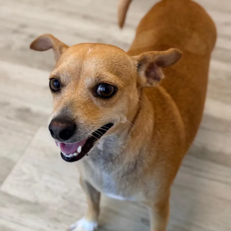 An adult small-sized female Terrier dog named Chloe for adoption in Green Bay, WI