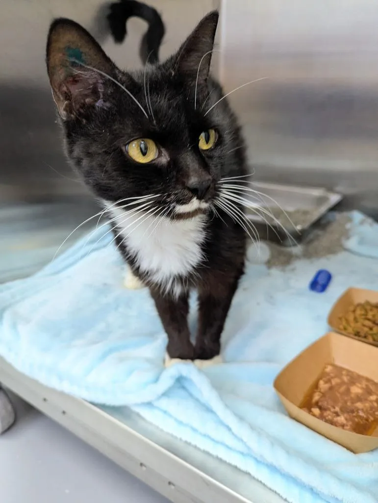 A young medium-sized female Domestic Short Hair cat named Becky for adoption in Hartsville, SC