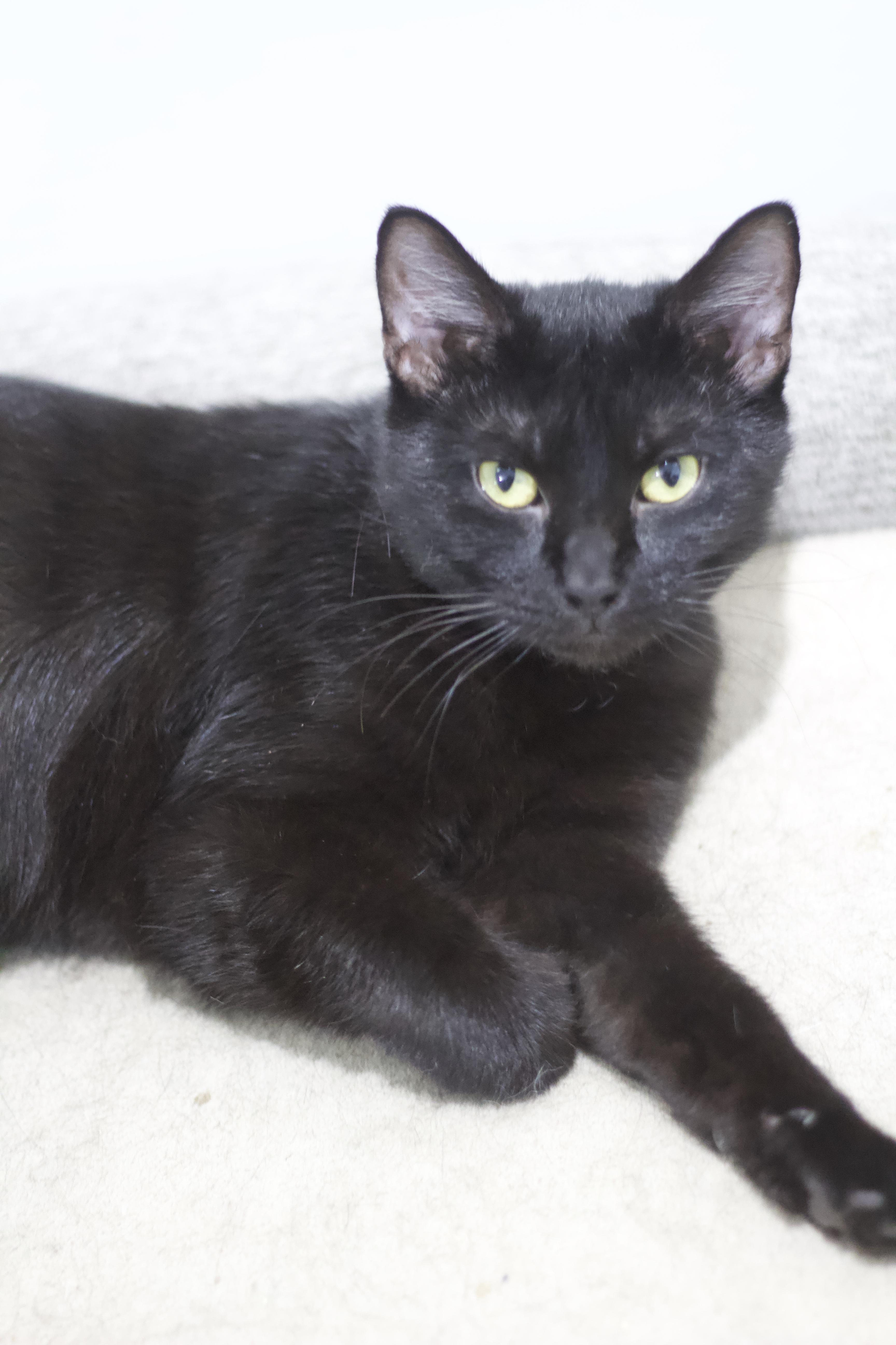 An adult medium-sized female Black Domestic Short Hair cat named Rory for adoption in Ottumwa, IA