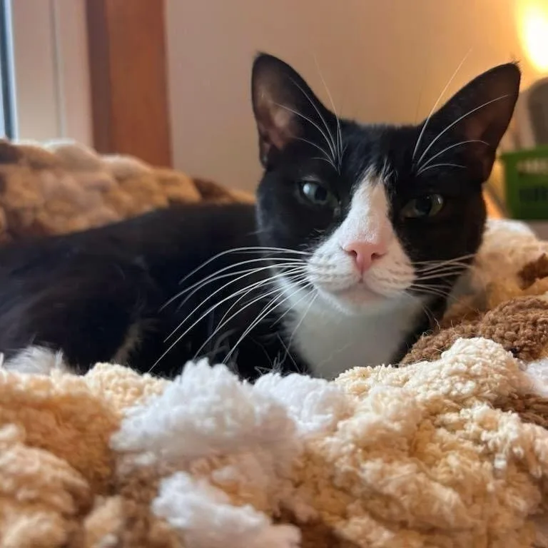 A young medium-sized female Domestic Short Hair cat named Rita for adoption in East Hartford , CT