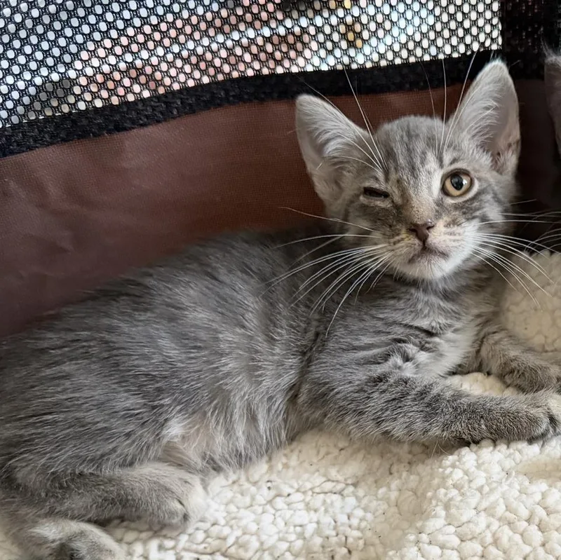A baby medium-sized male Tabby (Gray / Blue / Silver) Domestic Short Hair cat named Charlie for adoption in jacksonville, FL