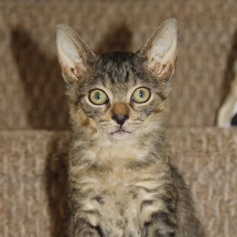 A young medium-sized male Tabby (Brown / Chocolate) Domestic Short Hair cat named Lo'ak for adoption in Parkland, FL