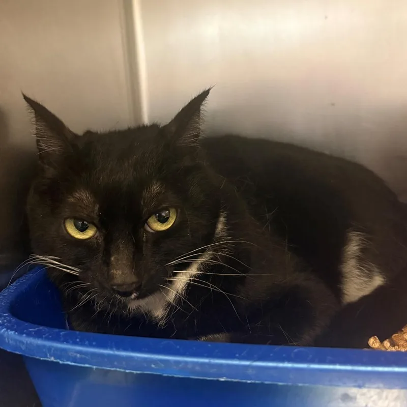 A senior small-sized female Black Domestic Short Hair cat named Mittens for adoption in Chehalis, WA