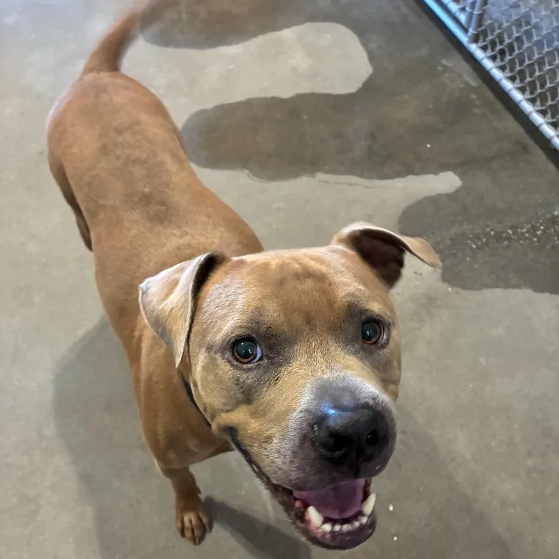 An adult large-sized male Brown / Chocolate Mixed Breed dog named Roy for adoption in Pensacola, FL