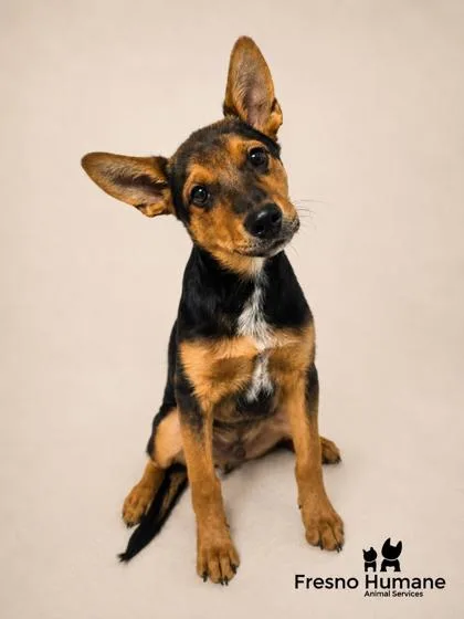 A baby small-sized male Shepherd dog named Diego for adoption in Fresno, CA