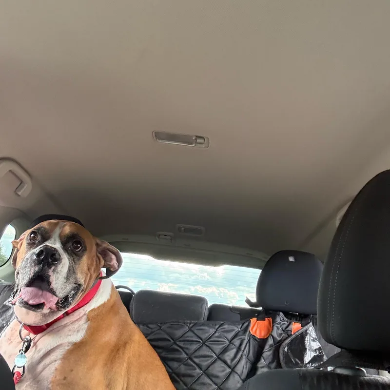 An adult extra large-sized male Yellow / Tan / Blond / Fawn Boxer dog named Flash for adoption in Middlesex, NJ