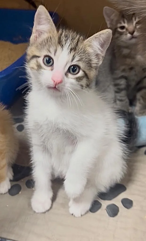 A baby medium-sized male Tabby (Buff / Tan / Fawn) Tabby cat named Catrick Swayze for adoption in Mira Loma, CA