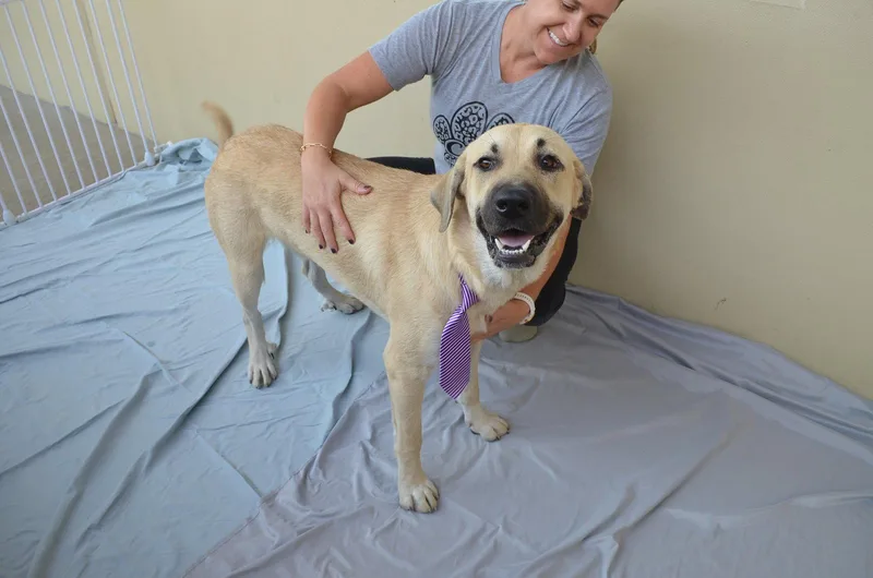 A baby extra large-sized male Great Pyrenees dog named Alternator for adoption in McKinney, TX