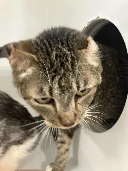 An adult medium-sized male Domestic Short Hair cat named Onewhisker for adoption in Escondido, CA
