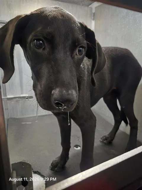 A young medium-sized female Labrador Retriever dog named Corine for adoption in San Antonio, TX