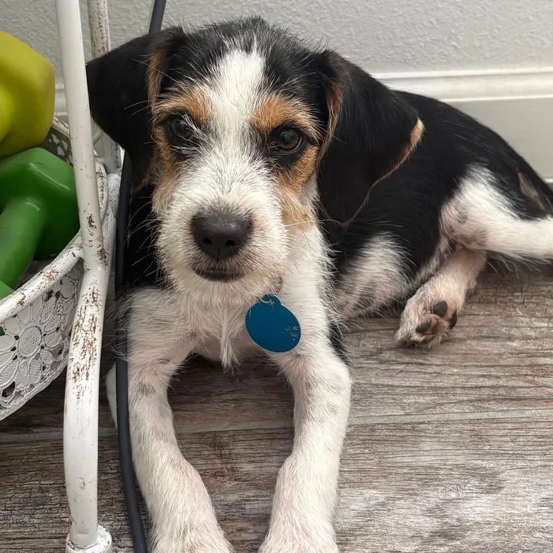 A baby small-sized female Miniature Schnauzer dog named Rue for adoption in Brownsville, TX