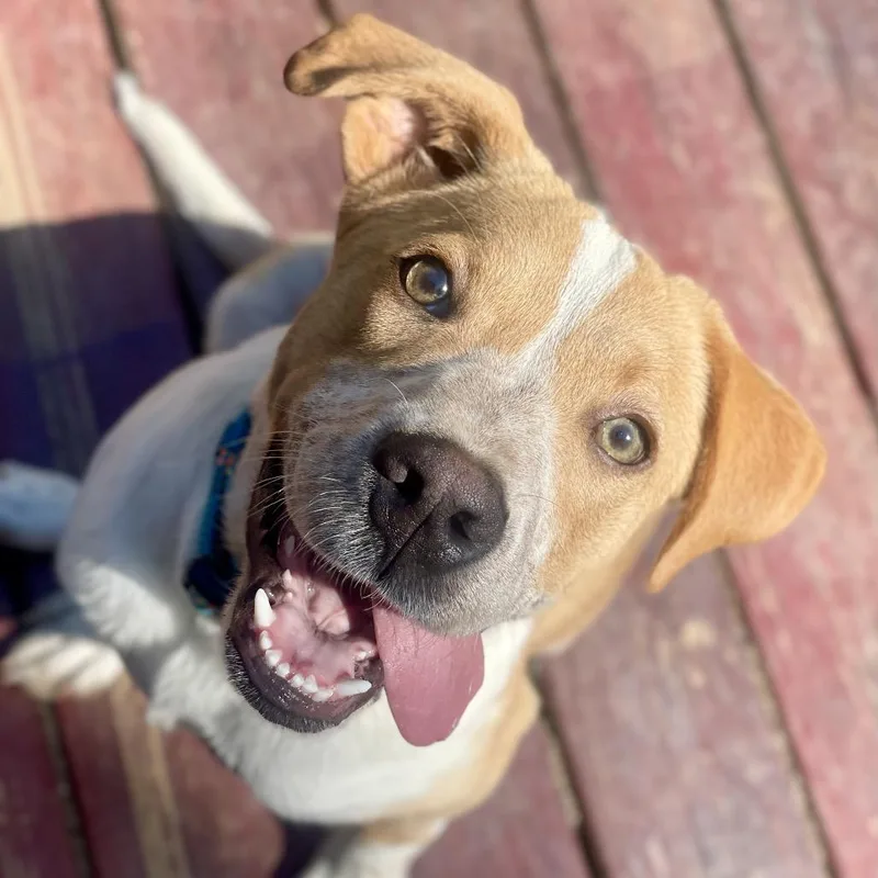 A baby small-sized male Yellow / Tan / Blond / Fawn Labrador Retriever dog named Biscotti for adoption in Fayetteville, GA