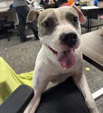 An adult medium-sized female Mixed Breed dog named Princess Sparkles for adoption in West Chester, PA