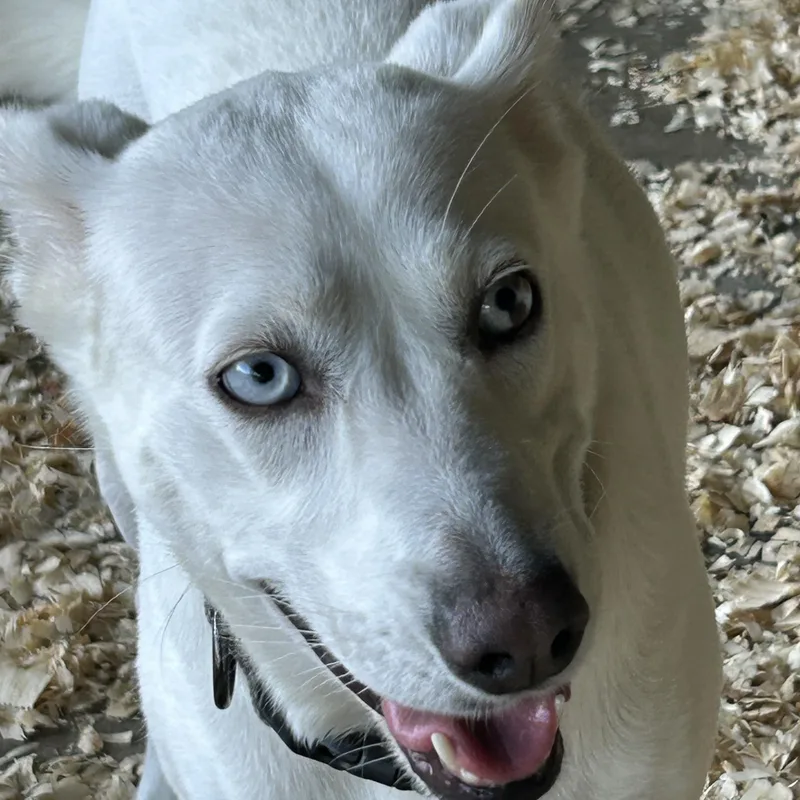A young medium-sized female Siberian Husky dog named Clementine for adoption in Okolona, MS