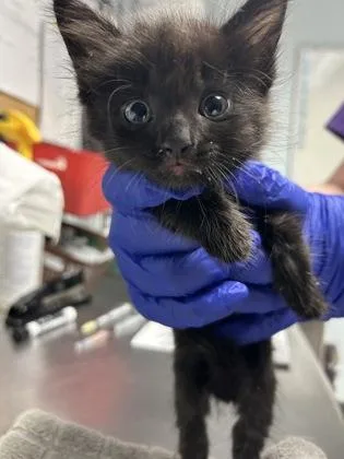 A baby small-sized female Domestic Short Hair cat named Dakota for adoption in Largo, FL