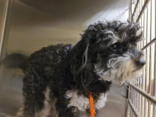 A young small-sized male Poodle dog named Alex for adoption in Tustin, CA