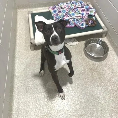 An adult medium-sized male Black Mixed Breed dog named Petey for adoption in Novelty, OH