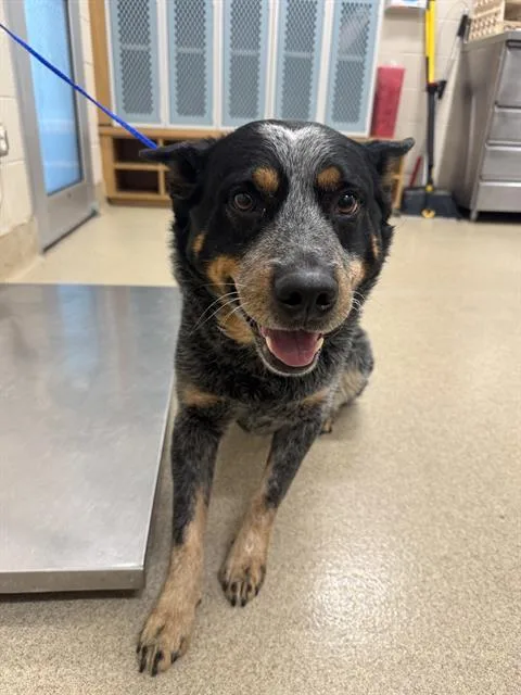 A young medium-sized male Australian Cattle Dog / Blue Heeler dog named Tazz for adoption in Grand Prairie, TX