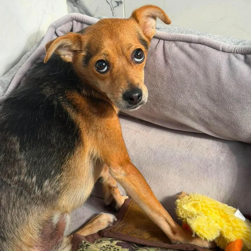 An adult small-sized male Chihuahua dog named George for adoption in Las Vegas, NV