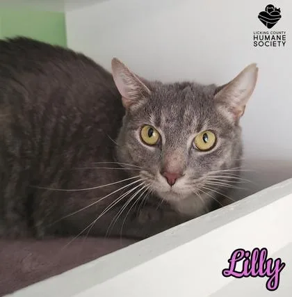 A baby small-sized female Domestic Short Hair cat named Lilly for adoption in Heath, OH