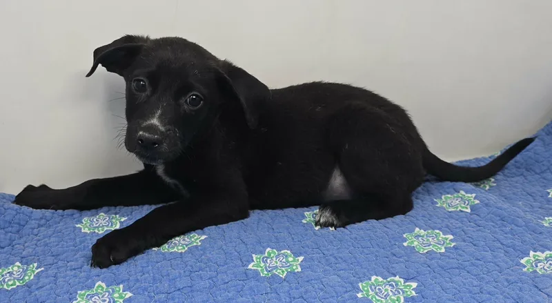 A baby medium-sized female Black Terrier dog named Alameda for adoption in New York, NY