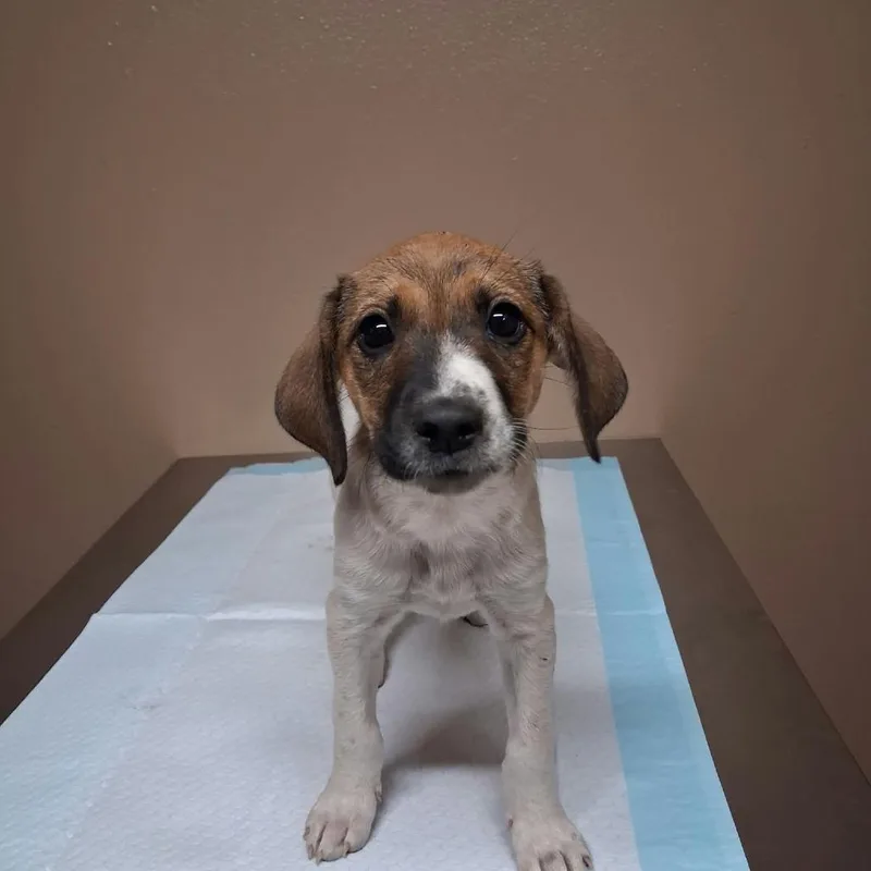 A baby small-sized male White / Cream Mixed Breed dog named Trixie for adoption in Stilwell, OK