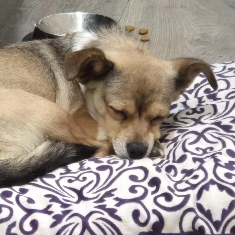 An adult small-sized male Chihuahua dog named Jaxson for adoption in Lenoir, NC