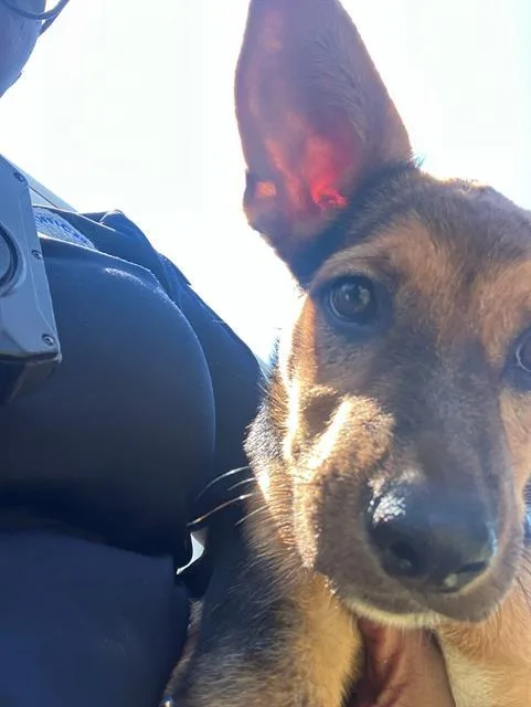 A baby extra large-sized female German Shepherd Dog dog named Queen for adoption in Dallas, TX