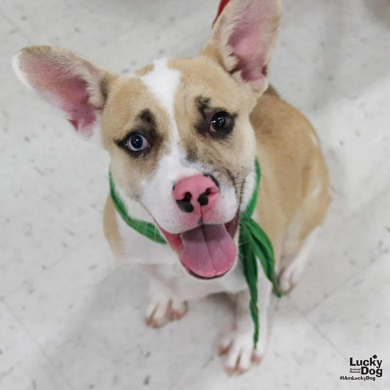 A young medium-sized male Shepherd dog named Johnson for adoption in Washington, DC