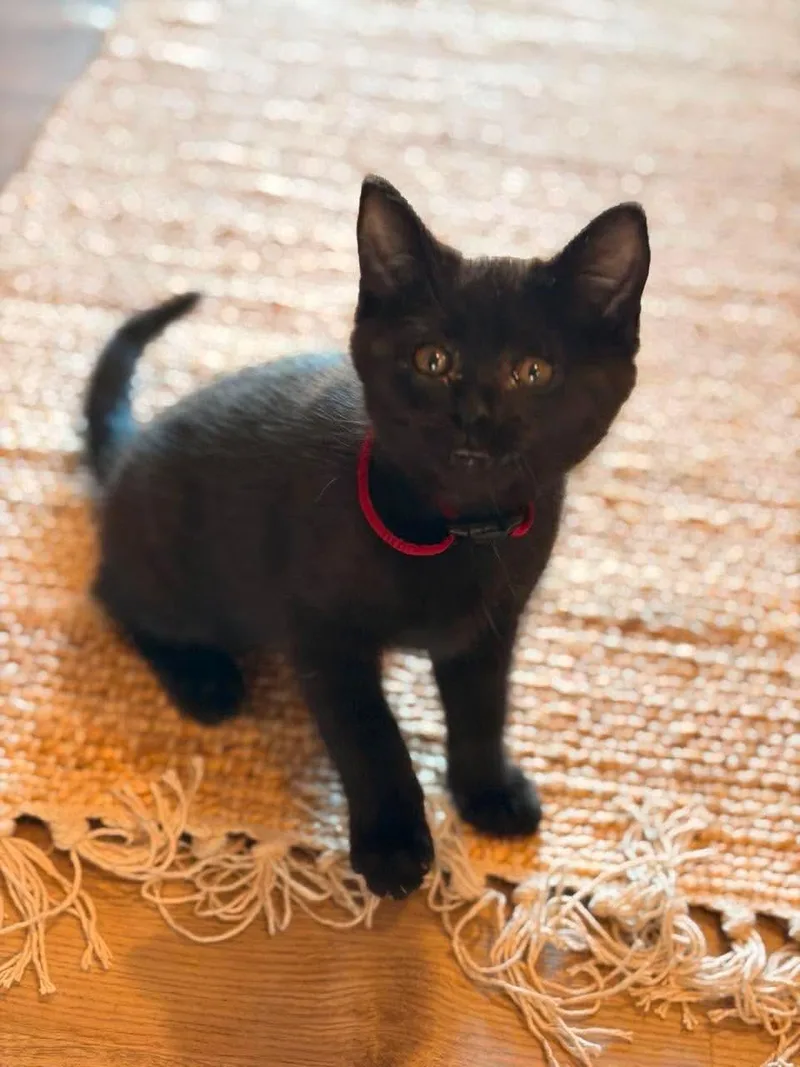 A young medium-sized female Domestic Short Hair cat named Amal for adoption in Valley Center, KS