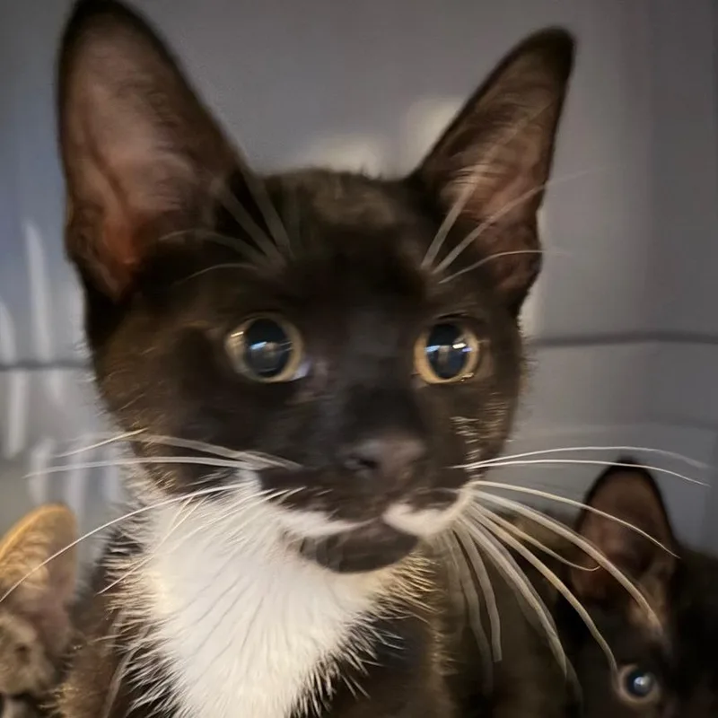 A baby small-sized male Domestic Short Hair cat named Pringle for adoption in Cumming, GA