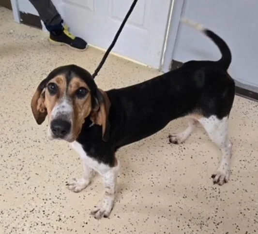 An adult medium-sized female Tricolor (Brown, Black, & White) Treeing Walker Coonhound dog named Molly for adoption in Homer Glen, IL