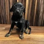 A baby medium-sized male Black Mixed Breed dog named Sparrow for adoption in Portsmouth, OH