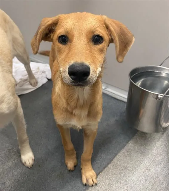 A baby medium-sized female Labrador Retriever dog named Frejya for adoption in San Antonio, TX