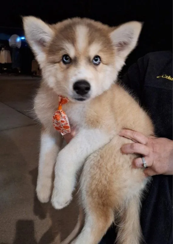 A baby large-sized male Husky dog named Malbec for adoption in House Springs, MO