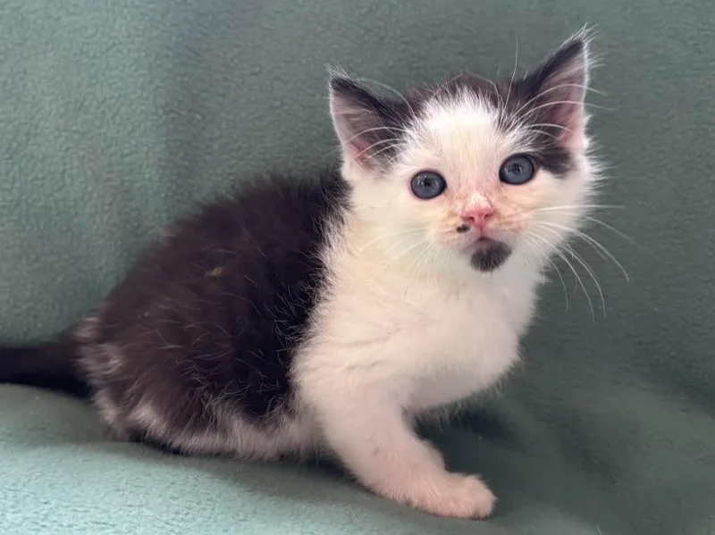 A baby small-sized male Domestic Short Hair cat named Bill for adoption in Rutherfordton, NC