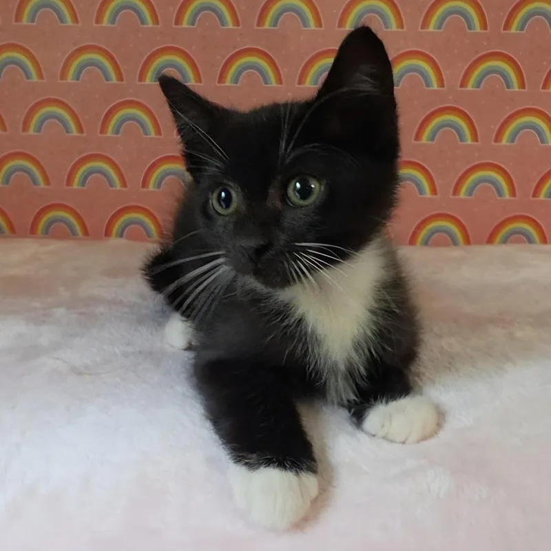 A baby small-sized male Black Domestic Short Hair cat named Alsedo for adoption in Fredericksburg, VA