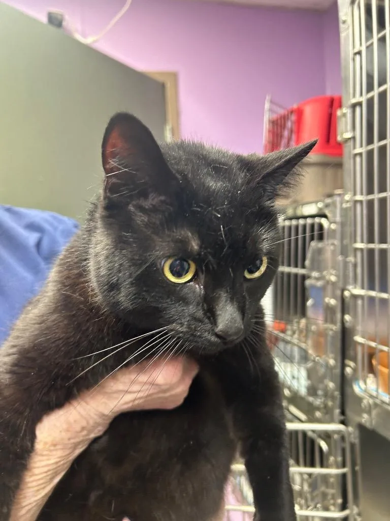 An adult large-sized female Domestic Short Hair cat named Ramona for adoption in New Manchester, WV