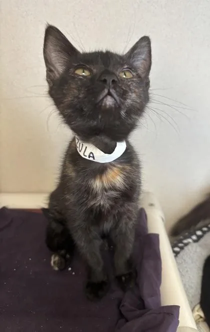 A baby small-sized female Domestic Medium Hair cat named Azula I AM for adoption in East Brookfield, MA