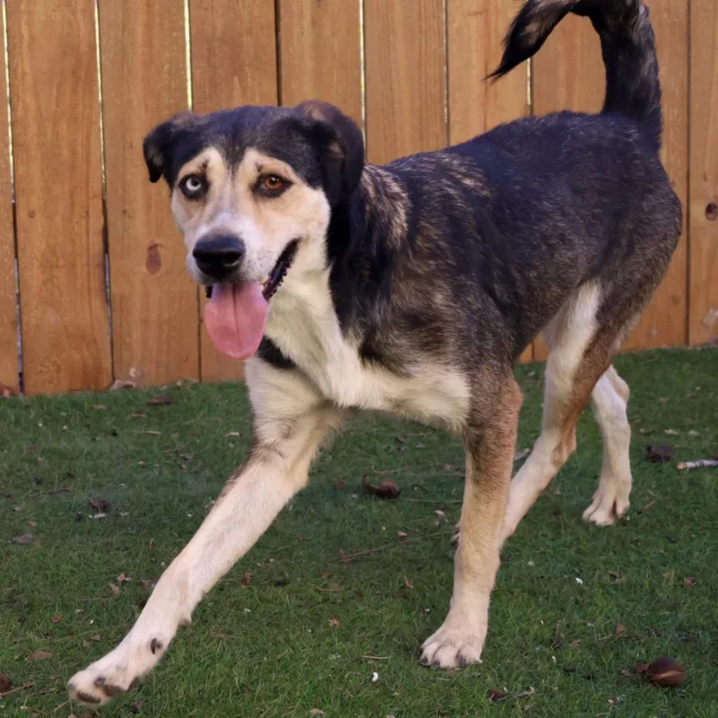 An adult medium-sized female Husky dog named Helene BW for adoption in Austin, TX
