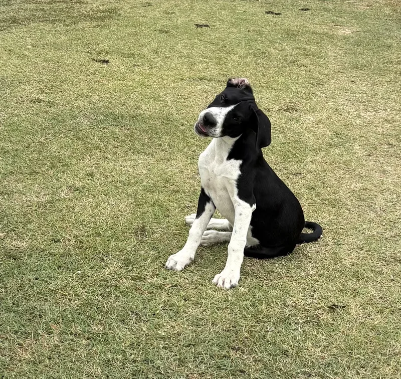 A baby medium-sized male White / Cream Pointer dog named Colt for adoption in Vernon, CT