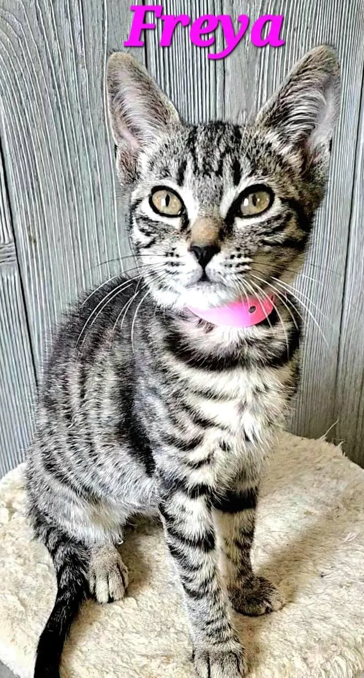 A baby medium-sized female Tabby (Gray / Blue / Silver) Tabby cat named Freya for adoption in Macon, GA