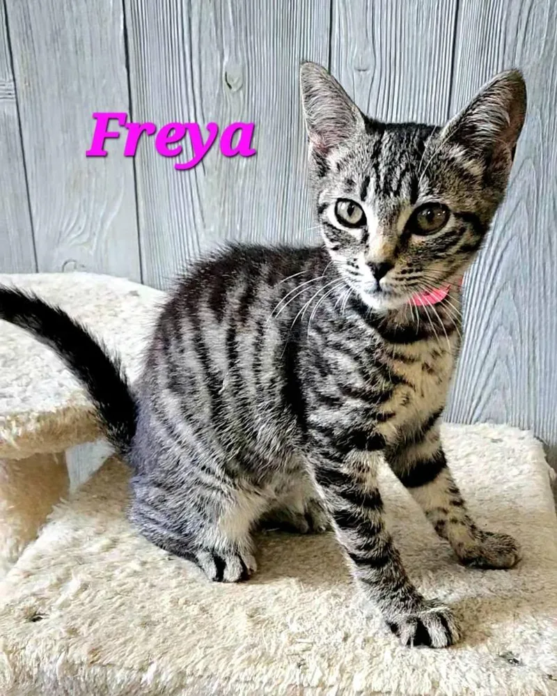 Freya thumbnail 2