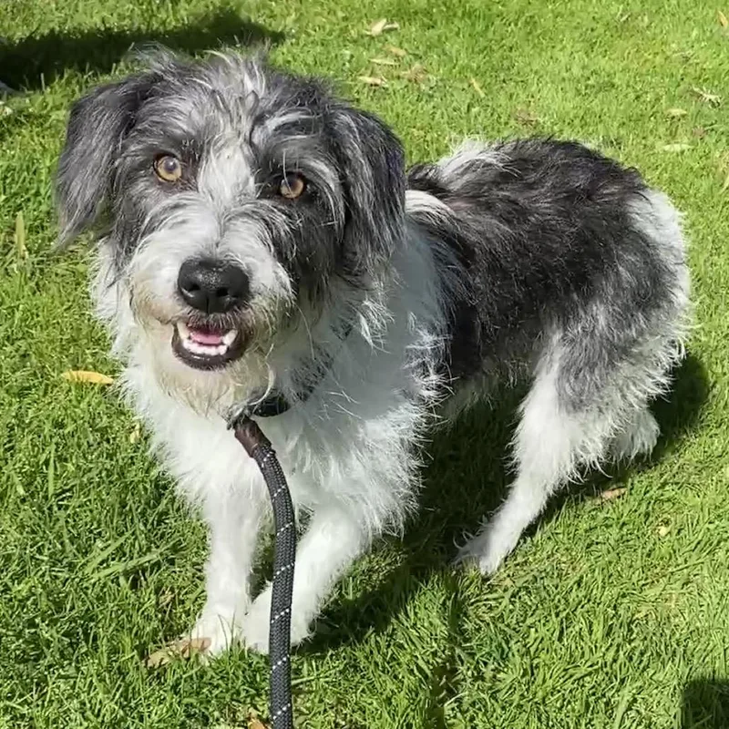A young small-sized male White / Cream Terrier dog named Arden  Costa Mesa for adoption in Chino Hills, CA