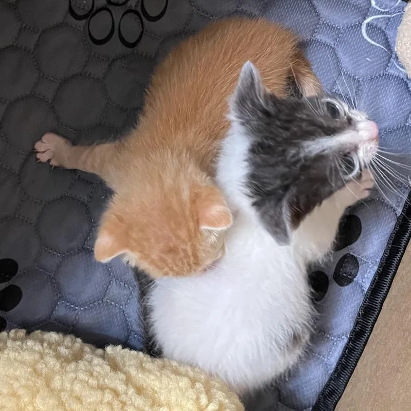 A baby small-sized female White Domestic Short Hair cat named Calli for adoption in Baytown, TX