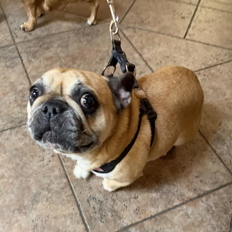An adult medium-sized female Yellow / Tan / Blond / Fawn French Bulldog dog named Trudy for adoption in Perkiomenville, PA