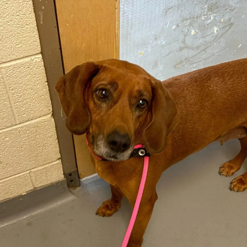 An adult medium-sized female Red / Chestnut / Orange Mixed Breed dog named Cooper for adoption in Asheville, NC