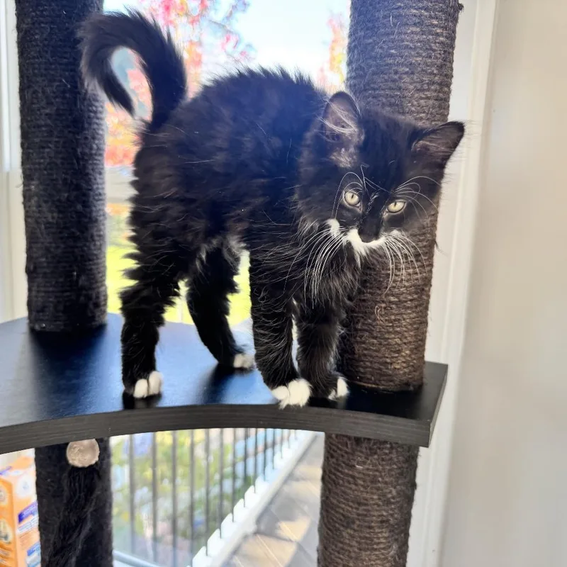 A baby small-sized male Black Domestic Medium Hair cat named Run! for adoption in Fredericksburg, VA