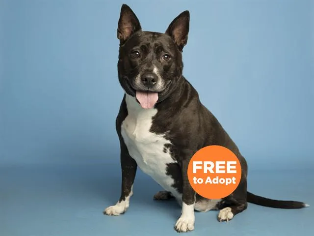 An adult large-sized female Pit Bull Terrier dog named Lola Bear for adoption in Phoenix, AZ
