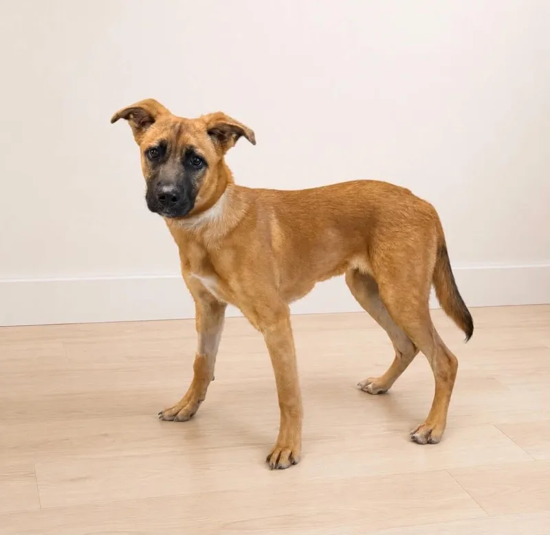 A baby large-sized female Yellow / Tan / Blond / Fawn Mixed Breed dog named Cassie for adoption in Georgetown, OH